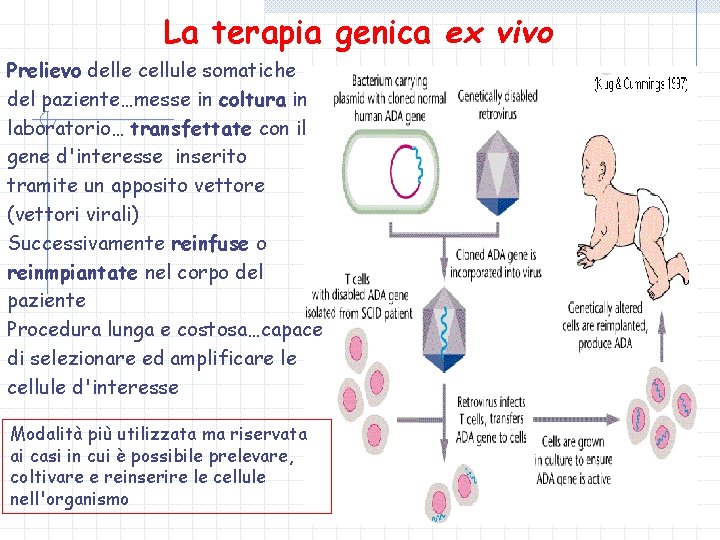 La terapia genica ex vivo Prelievo delle cellule somatiche del paziente…messe in coltura in