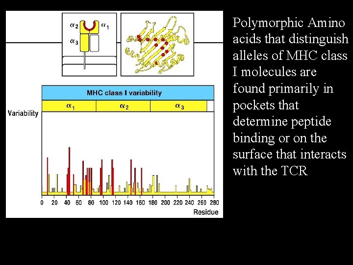 Polymorphic Amino acids that distinguish alleles of MHC class I molecules are found primarily