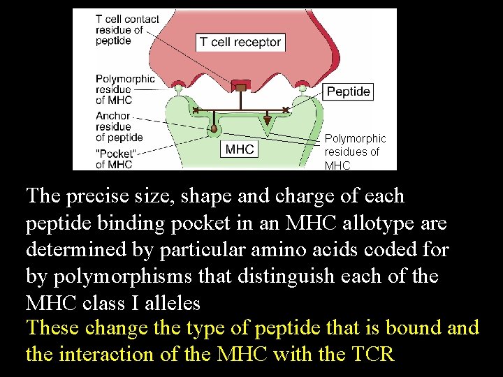 Polymorphic residues of MHC The precise size, shape and charge of each peptide binding