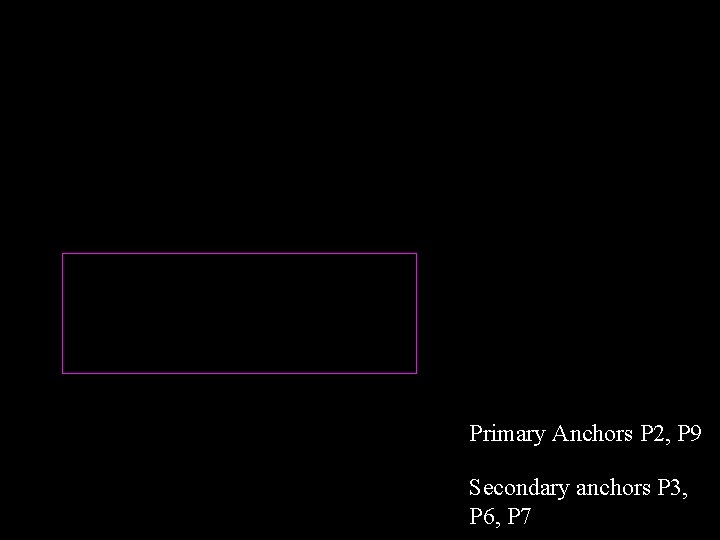 Primary Anchors P 2, P 9 Secondary anchors P 3, P 6, P 7