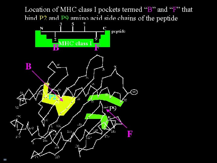 Location of MHC class I pockets termed “B” and “F” that bind P 2
