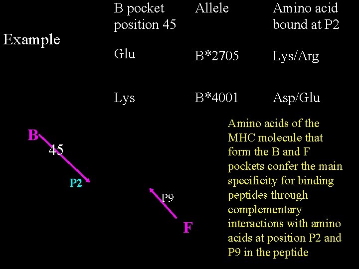 Example B B pocket position 45 Allele Amino acid bound at P 2 Glu