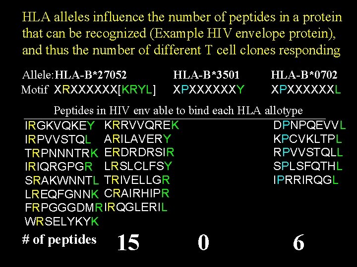 HLA alleles influence the number of peptides in a protein that can be recognized