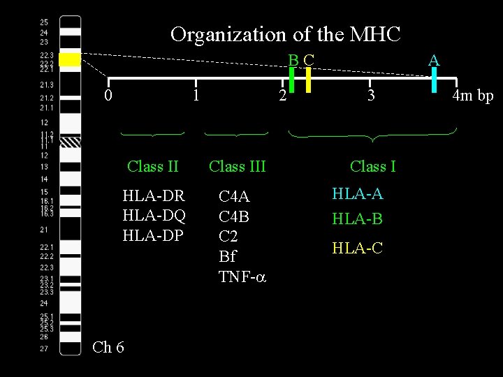 Organization of the MHC BC 0 1 2 Class III HLA-DR HLA-DQ HLA-DP C