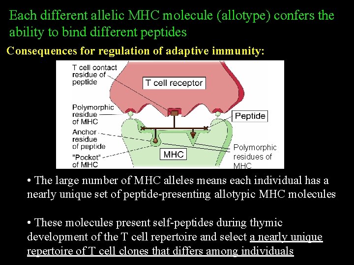 Each different allelic MHC molecule (allotype) confers the ability to bind different peptides Consequences