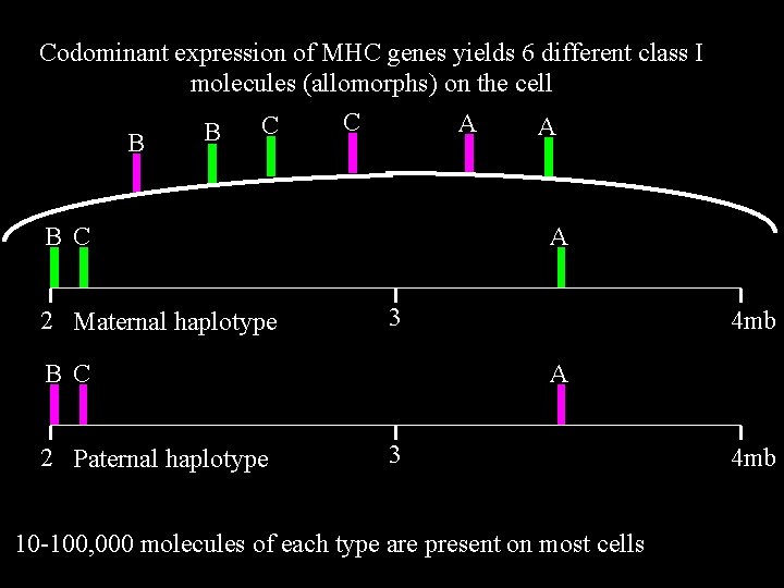 Codominant expression of MHC genes yields 6 different class I molecules (allomorphs) on the