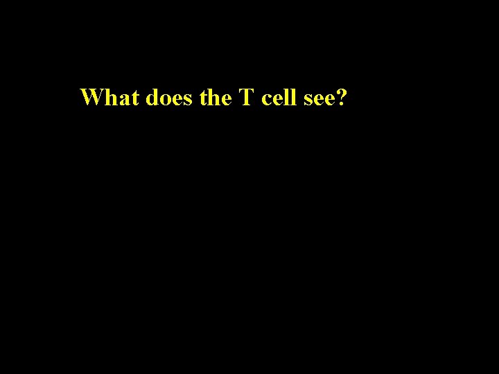 What does the T cell see? 