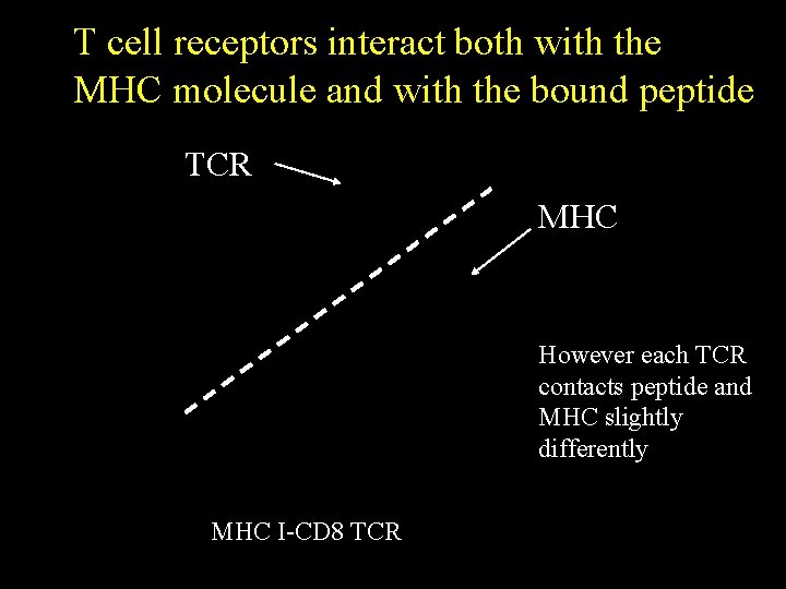 T cell receptors interact both with the MHC molecule and with the bound peptide