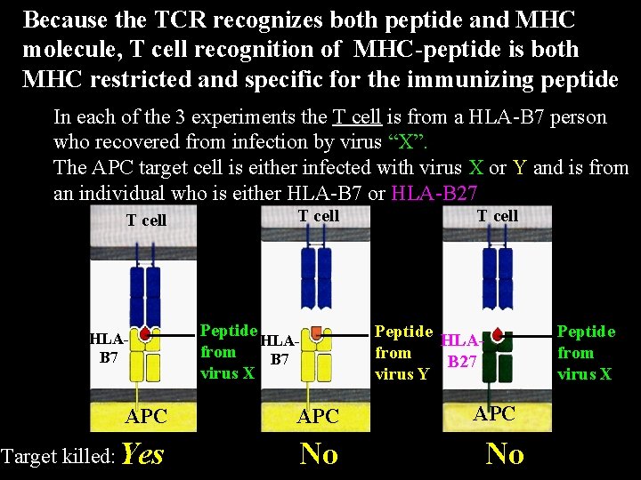 Because the TCR recognizes both peptide and MHC molecule, T cell recognition of MHC-peptide