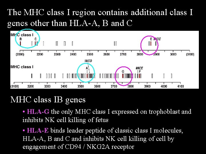 The MHC class I region contains additional class I genes other than HLA-A, B