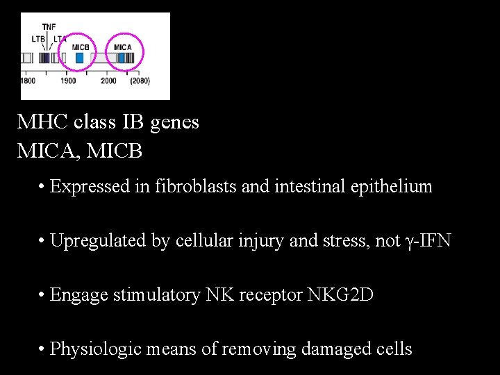 MHC class IB genes MICA, MICB • Expressed in fibroblasts and intestinal epithelium •