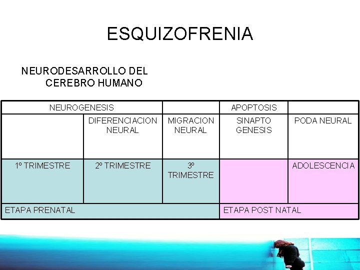 ESQUIZOFRENIA NEURODESARROLLO DEL CEREBRO HUMANO NEUROGENESIS 1º TRIMESTRE ETAPA PRENATAL APOPTOSIS DIFERENCIACION NEURAL MIGRACION