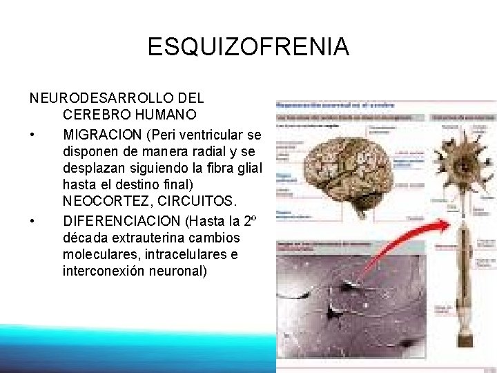 ESQUIZOFRENIA NEURODESARROLLO DEL CEREBRO HUMANO • MIGRACION (Peri ventricular se disponen de manera radial