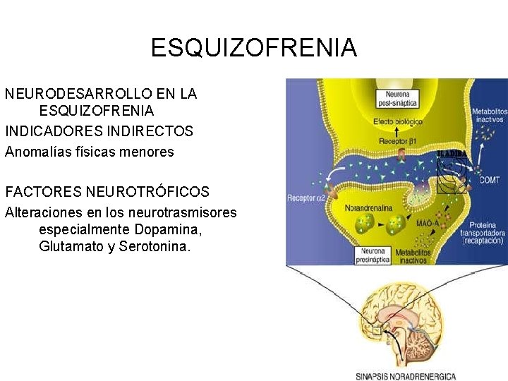 ESQUIZOFRENIA NEURODESARROLLO EN LA ESQUIZOFRENIA INDICADORES INDIRECTOS Anomalías físicas menores FACTORES NEUROTRÓFICOS Alteraciones en