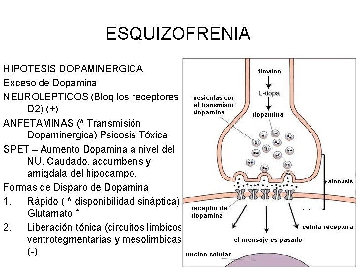 ESQUIZOFRENIA HIPOTESIS DOPAMINERGICA Exceso de Dopamina NEUROLEPTICOS (Bloq los receptores D 2) (+) ANFETAMINAS
