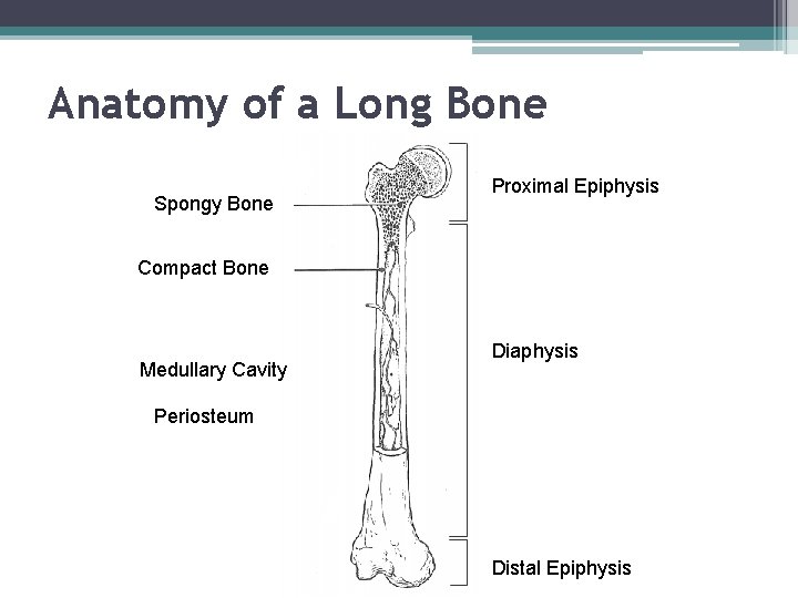 Anatomy of a Long Bone Spongy Bone Proximal Epiphysis Compact Bone Medullary Cavity Diaphysis