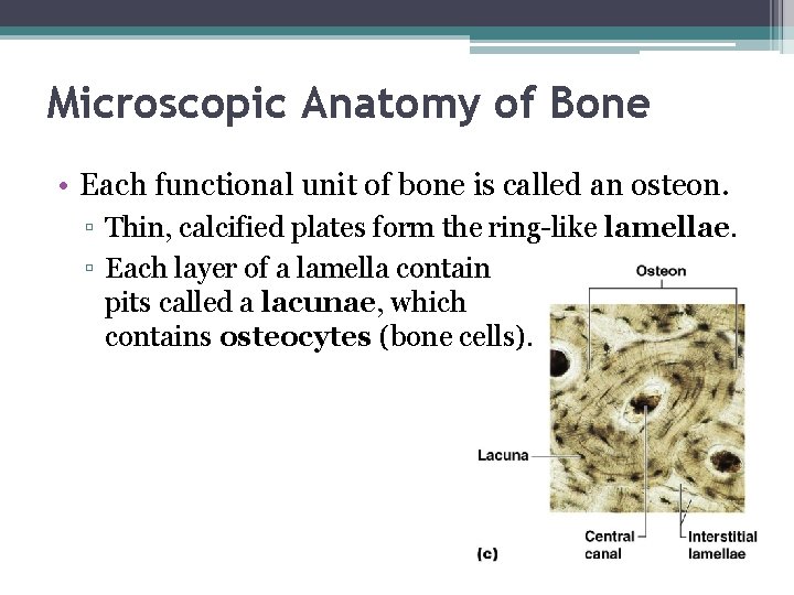 Microscopic Anatomy of Bone • Each functional unit of bone is called an osteon.