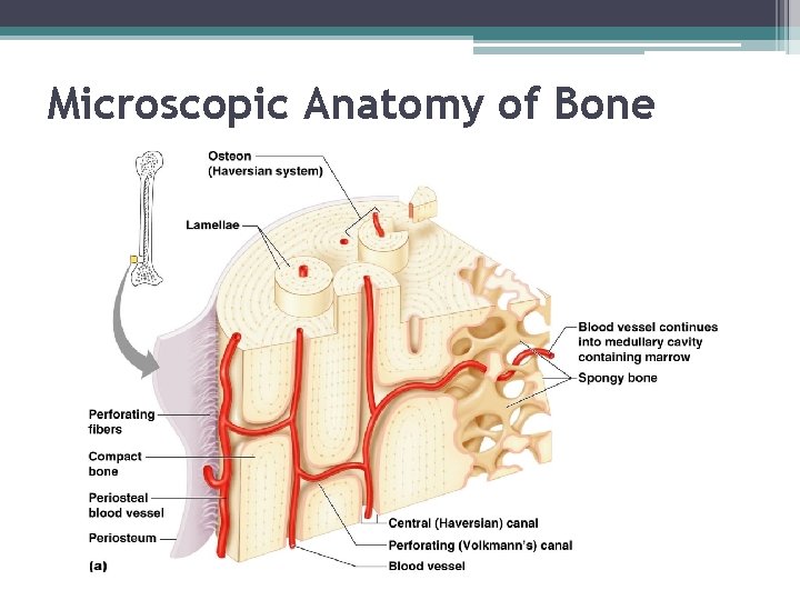 Microscopic Anatomy of Bone 