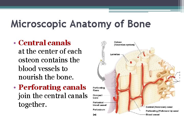 Microscopic Anatomy of Bone • Central canals at the center of each osteon contains