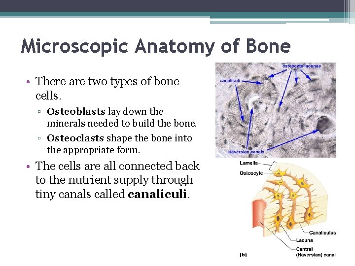 Microscopic Anatomy of Bone • There are two types of bone cells. ▫ Osteoblasts