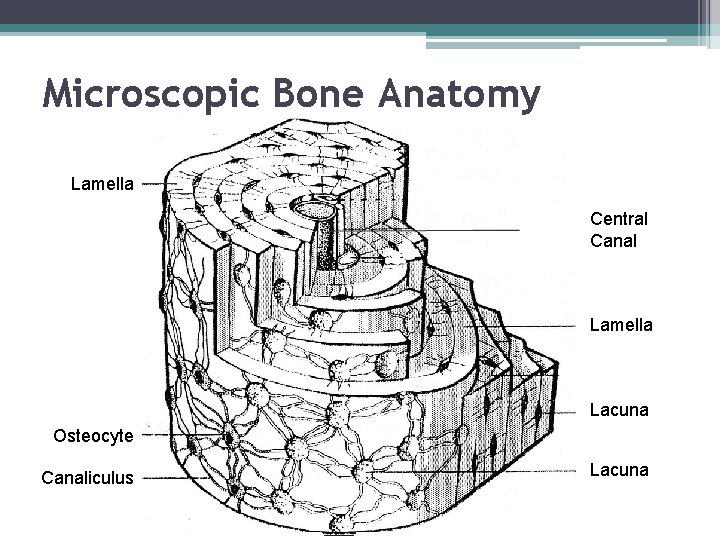 Microscopic Bone Anatomy Lamella Central Canal Lamella Lacuna Osteocyte Canaliculus Lacuna 