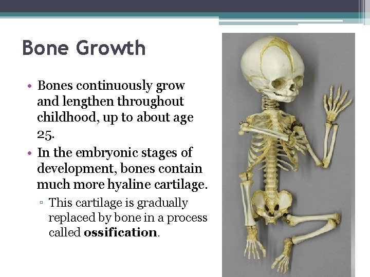 Bone Growth • Bones continuously grow and lengthen throughout childhood, up to about age