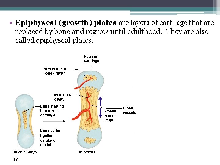  • Epiphyseal (growth) plates are layers of cartilage that are replaced by bone