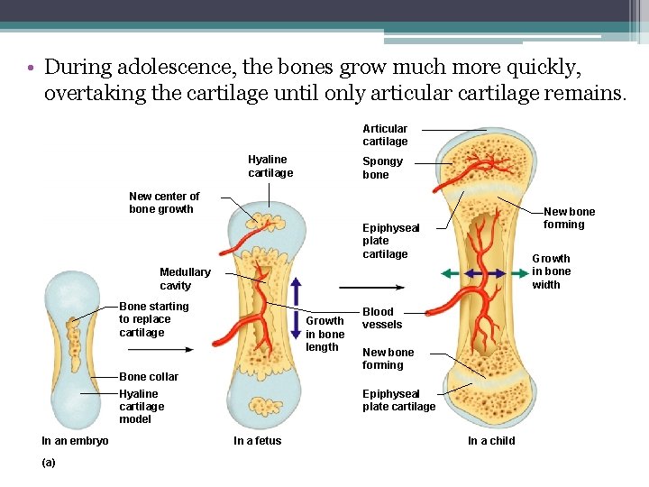  • During adolescence, the bones grow much more quickly, overtaking the cartilage until