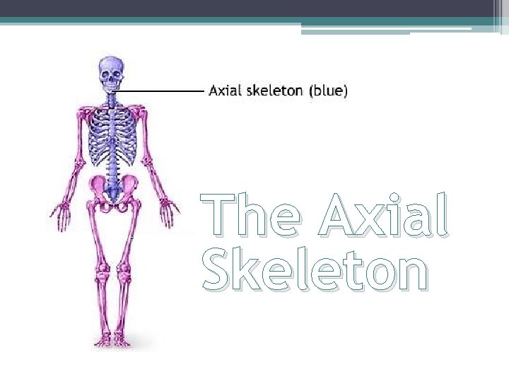 The Axial Skeleton 