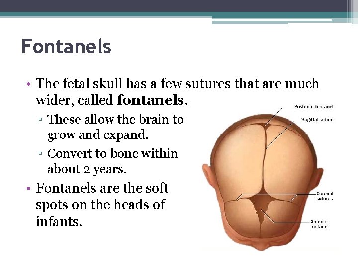 Fontanels • The fetal skull has a few sutures that are much wider, called