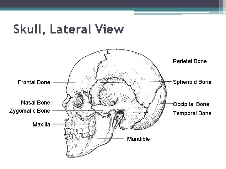 Skull, Lateral View Parietal Bone Sphenoid Bone Frontal Bone Nasal Bone Zygomatic Bone Occipital