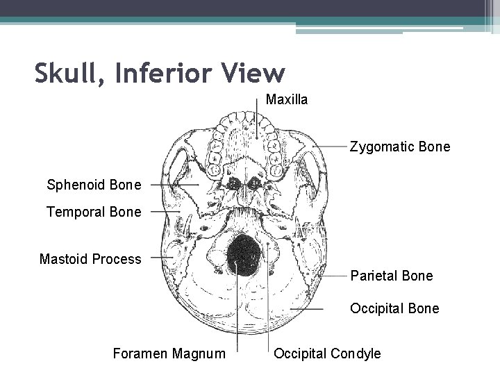 Skull, Inferior View Maxilla Zygomatic Bone Sphenoid Bone Temporal Bone Mastoid Process Parietal Bone