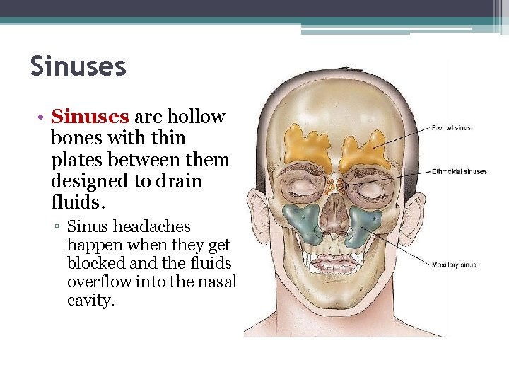 Sinuses • Sinuses are hollow bones with thin plates between them designed to drain