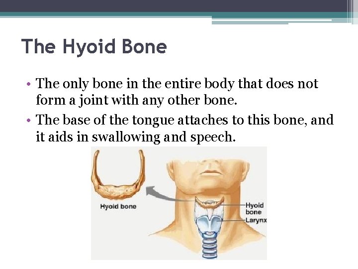 The Hyoid Bone • The only bone in the entire body that does not