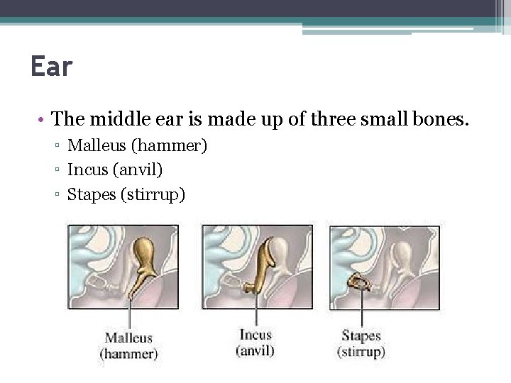Ear • The middle ear is made up of three small bones. ▫ Malleus