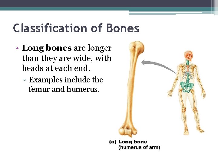 Classification of Bones • Long bones are longer than they are wide, with heads