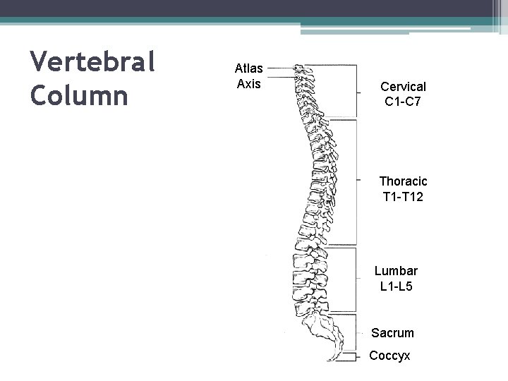 Vertebral Column Atlas Axis Cervical C 1 -C 7 Thoracic T 1 -T 12