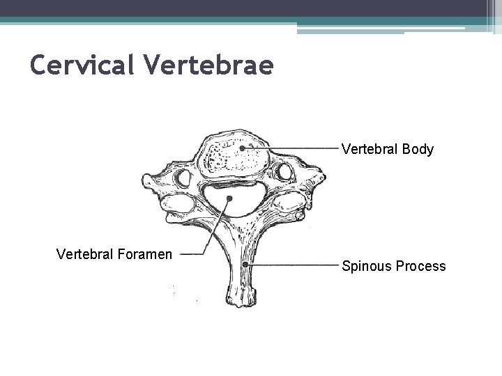 Cervical Vertebrae Vertebral Body Vertebral Foramen Spinous Process 