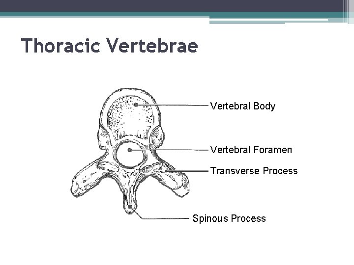 Thoracic Vertebrae Vertebral Body Vertebral Foramen Transverse Process Spinous Process 