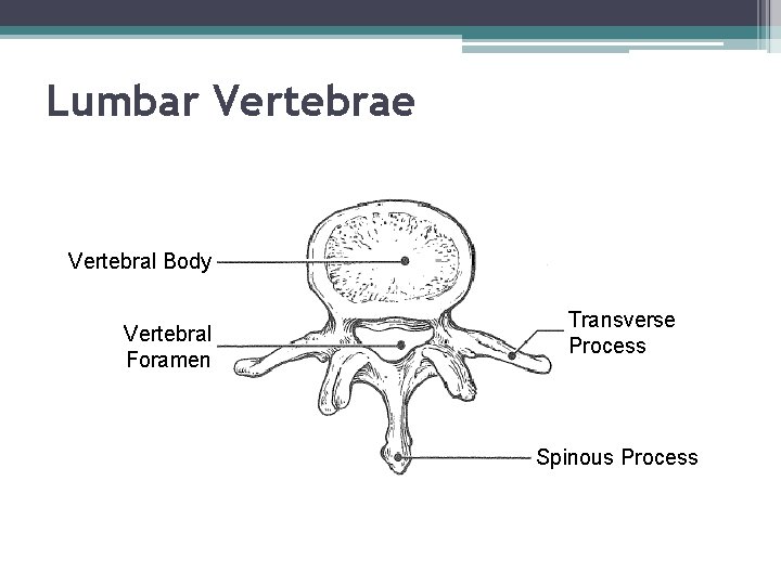 Lumbar Vertebrae Vertebral Body Vertebral Foramen Transverse Process Spinous Process 