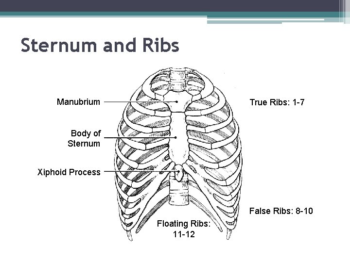 Sternum and Ribs Manubrium True Ribs: 1 -7 Body of Sternum Xiphoid Process False