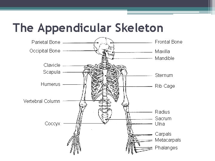 The Appendicular Skeleton Parietal Bone Occipital Bone Clavicle Scapula Humerus Frontal Bone Maxilla Mandible