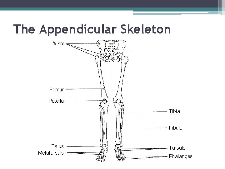 The Appendicular Skeleton Pelvis Femur Patella Tibia Fibula Talus Metatarsals Tarsals Phalanges 