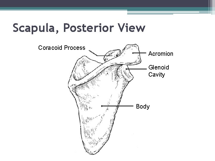 Scapula, Posterior View Coracoid Process Acromion Glenoid Cavity Body 