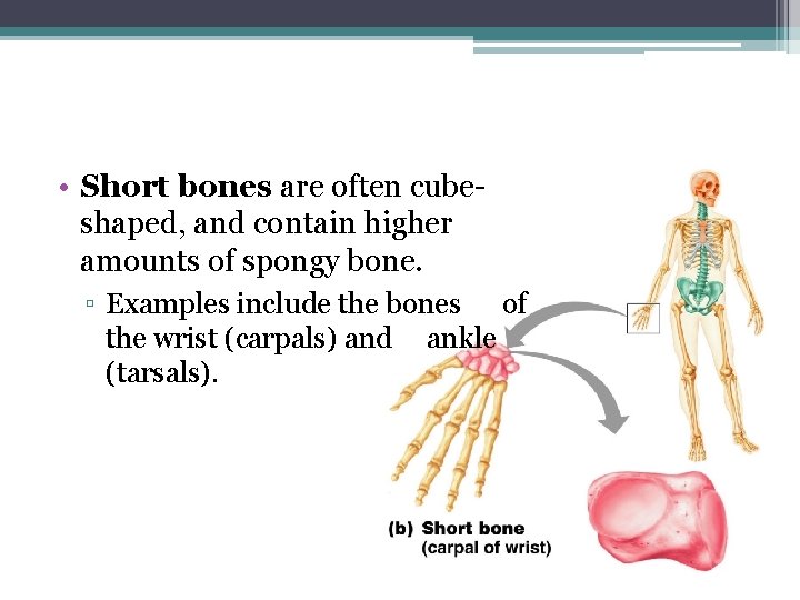  • Short bones are often cubeshaped, and contain higher amounts of spongy bone.
