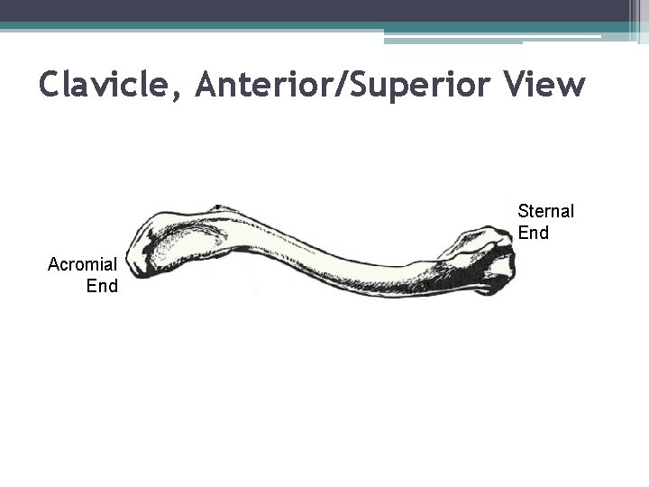 Clavicle, Anterior/Superior View Sternal End Acromial End 