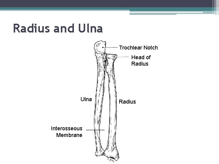 Radius and Ulna Trochlear Notch Head of Radius Ulna Interosseous Membrane Radius 