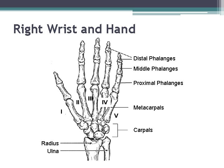 Right Wrist and Hand Distal Phalanges Middle Phalanges Proximal Phalanges II I III IV