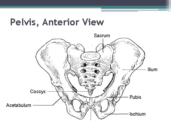 Pelvis, Anterior View Sacrum Ilium Coccyx Pubis Acetabulum Ischium 