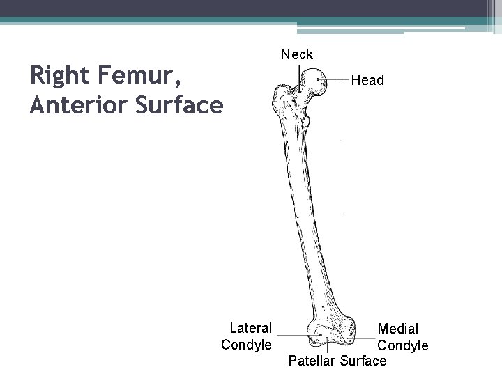 Right Femur, Anterior Surface Lateral Condyle Neck Head Medial Condyle Patellar Surface 